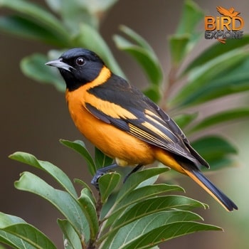 Orchard Oriole (Icterus spurius)