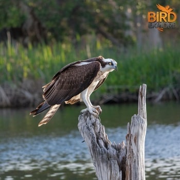 Osprey (Pandion haliaetus)