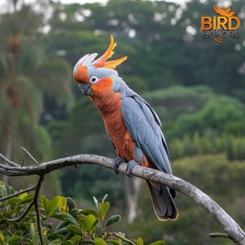 Palm Cockatoo (Probosciger aterrimus)