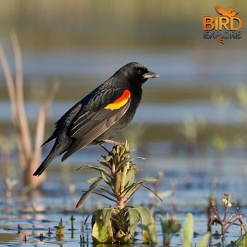 Red-Winged Blackbird