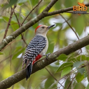 Red-bellied Woodpecker