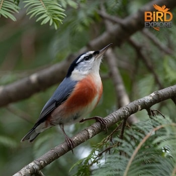 Red-breasted Nuthatch (Sitta canadensis)