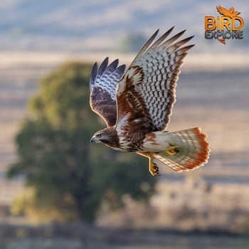 Red-tailed Hawk (Buteo jamaicensis)