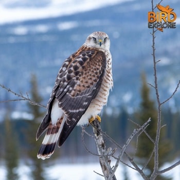 Rough-legged Hawk (Buteo lagopus)