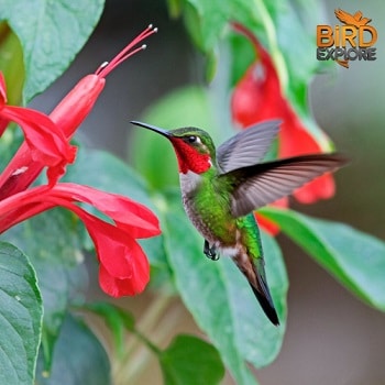 Ruby-throated Hummingbird (Archilochus colubris)