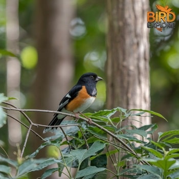 Rufous-Sided Towhee (Eastern Towhee)