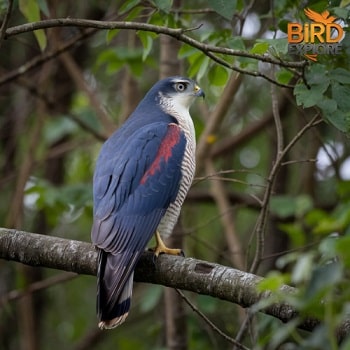 Sharp-shinned Hawk (Accipiter striatus)