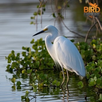 Snowy Egret (Egretta thula)