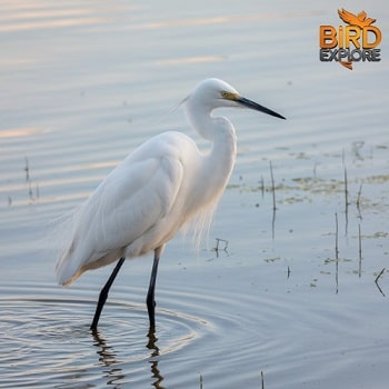 Snowy Egret