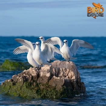 Snowy Spectacles: White Birds in Maui