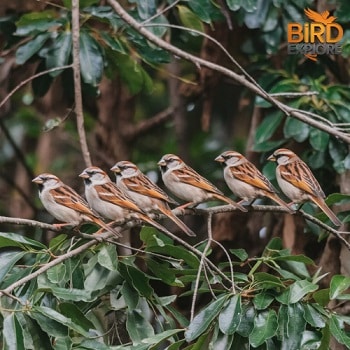 Sparrow Spiritual Meaning