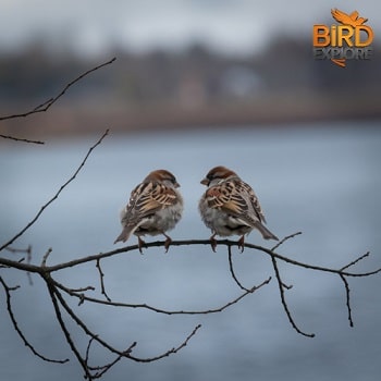 Sparrows as Guides on Your Twin Flame Journey