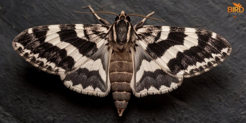 Spiritual Meaning of Black and White Moth