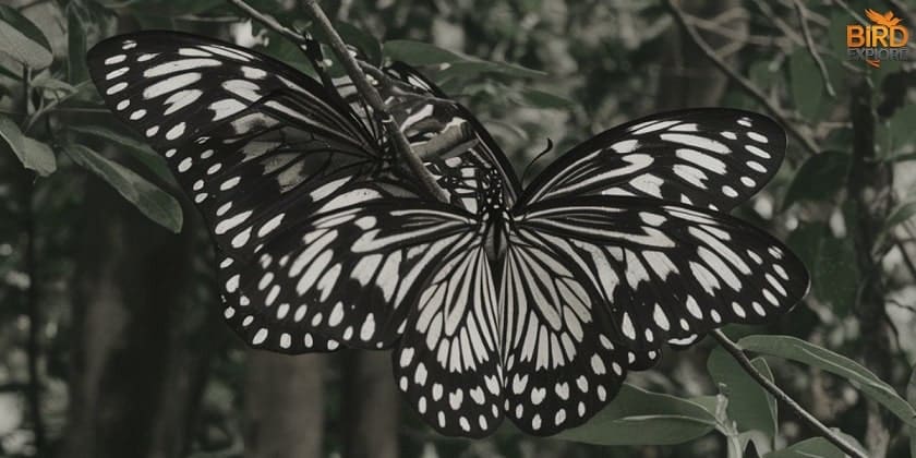 Spiritual Meanings of Black and White Butterfly