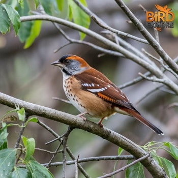 Spotted Towhee (Pipilo maculatus)