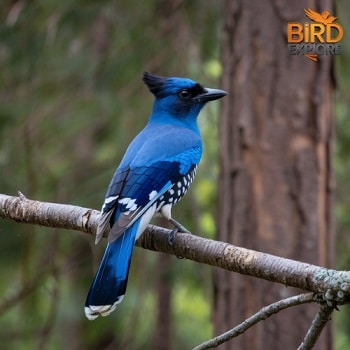 Steller’s Jay (Cyanocitta stelleri)