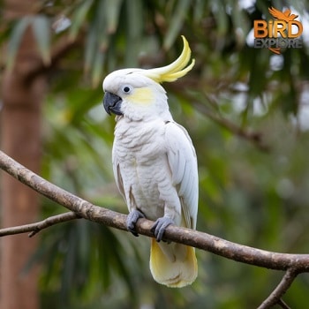 Sulphur-Crested Cockatoo (Cacatua galerita)