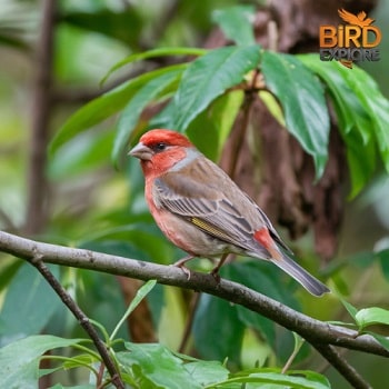 The Adaptable House Finch (Haemorhous mexicanus)