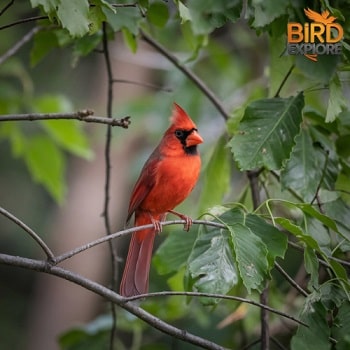 The Brilliant Northern Cardinal (Cardinalis cardinalis)