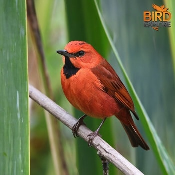 The Charming Red Avadavat (Amandava amandava)