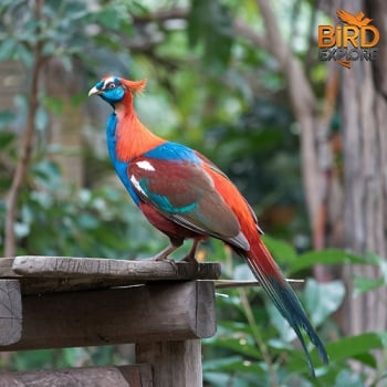 The Colorful Red Junglefowl (Gallus gallus)