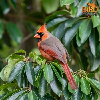 The Distinctive Red-Crested Cardinal (Paroaria coronata)