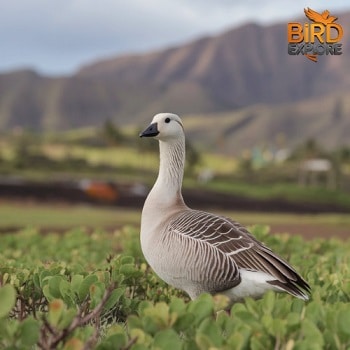 The Nene: Maui's Beloved State Bird