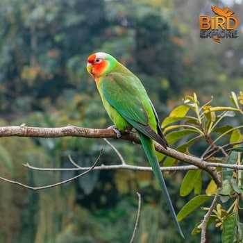 The Red-Masked Parakeet (Psittacara erythrogenys)