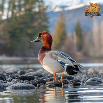 The Redhead (Aythya americana)