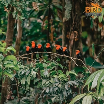 The Role of Red-Headed Birds in Hawaiian Culture