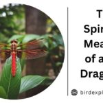 The Spiritual Meaning of a Red Dragonfly