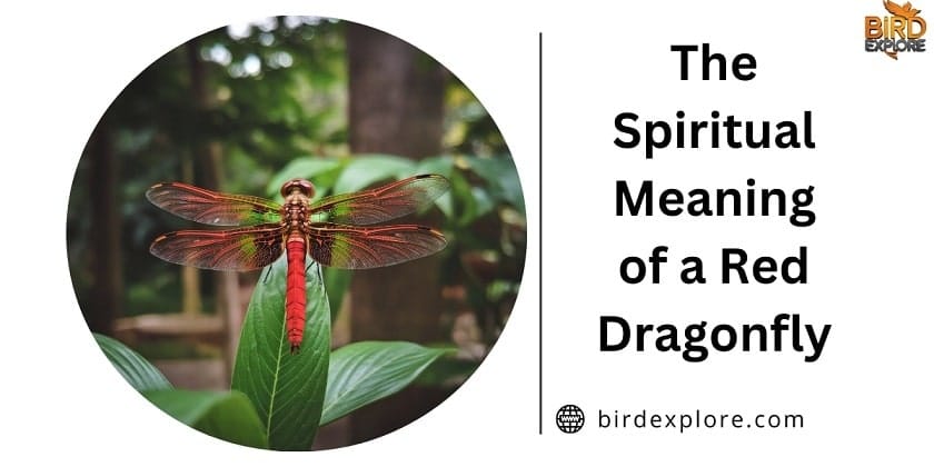 The Spiritual Meaning of a Red Dragonfly