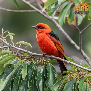 The Vibrant Apapane (Himatione sanguinea)