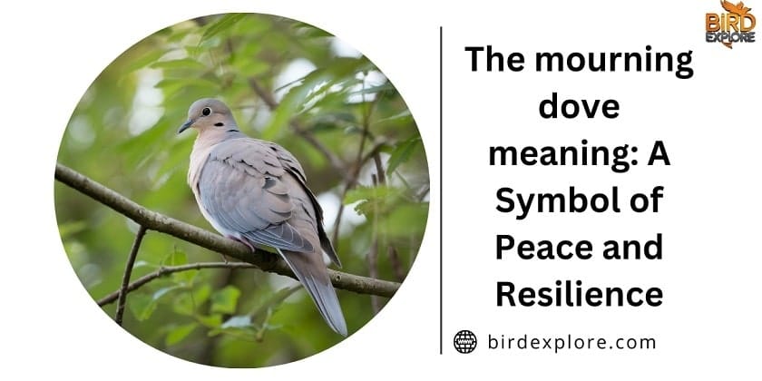 The mourning dove meaning: A Symbol of Peace and Resilience