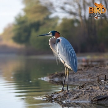 Tricolored Heron (Egretta tricolor)