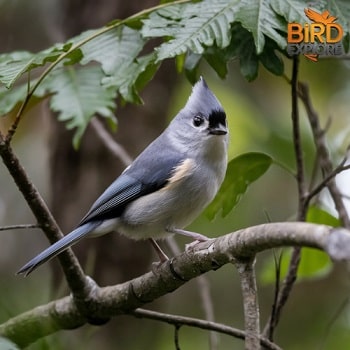 Tufted Titmouse (Baeolophus bicolor)