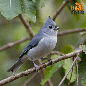 Tufted Titmouse (Baeolophus bicolor)