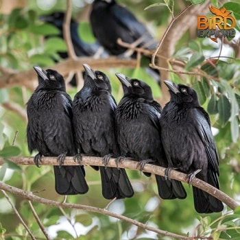 What Does a Baby Crow Look Like?