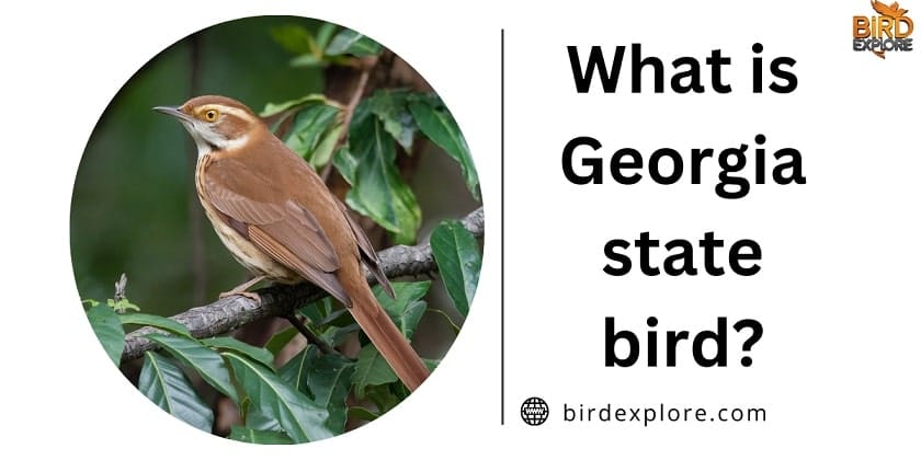 What is Georgia state bird?