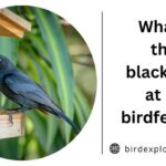 What is that blackbirds at my birdfeeder?