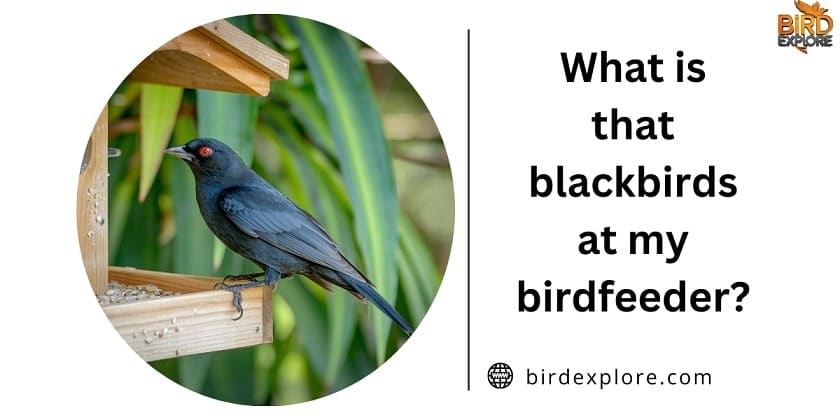 What is that blackbirds at my birdfeeder?