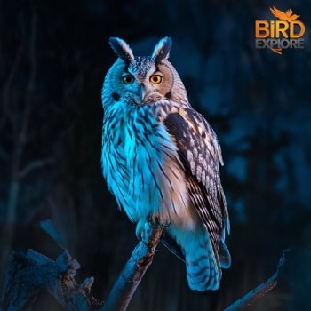 seeing an owl at night spiritual meaning