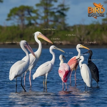 White Birds in Different Regions of Florida