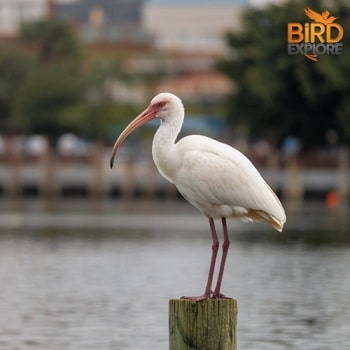 White Ibis