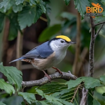 White-breasted Nuthatch (Sitta carolinensis)