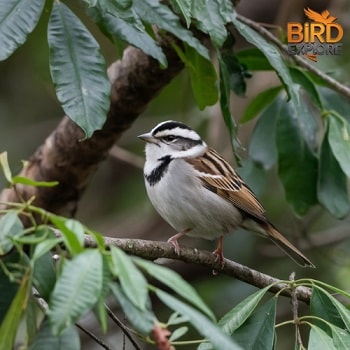 White-throated Sparrow (Zonotrichia albicollis)