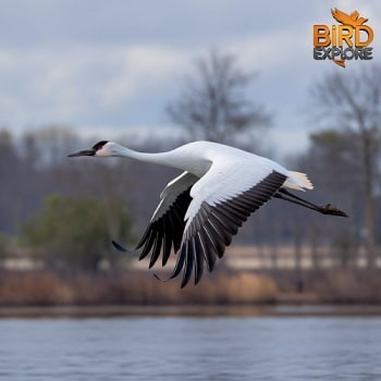 Whooping Crane