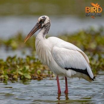 Wood Stork (Mycteria americana)