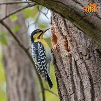 Yellow-bellied Sapsucker