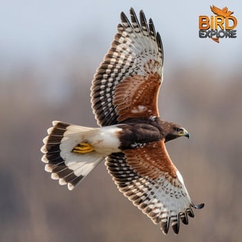 Zone-tailed Hawk (Buteo albonotatus)